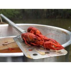 Bayou Classic Stainless Steel Silver Longarm Stir Paddle 1 Pc 7 Bayou Classic Stainless Steel Silver Longarm Stir Paddle 1 Pc -Grill Masters Outlet b1a5b018 b380 4e34 8fb7 adced88b37e1